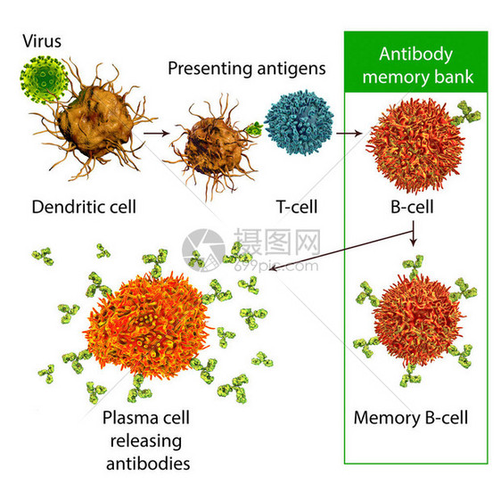 防免疫机制三维图图片