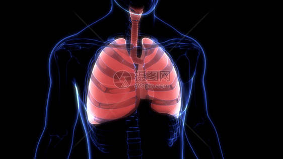 Alveoli解剖术的人类呼吸图片