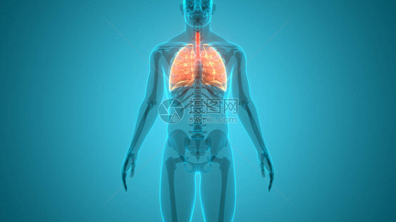 人体器官Lun图片