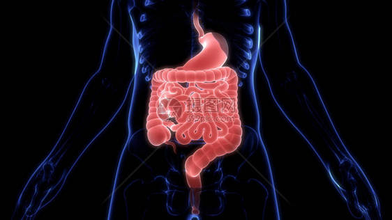 人体消化系统解剖3D图片