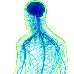 人类神经系统大脑中央图片