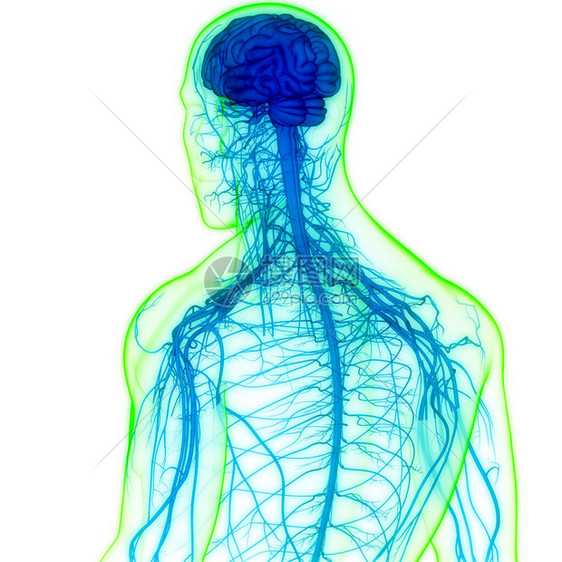 人类神经系统大脑中央图片
