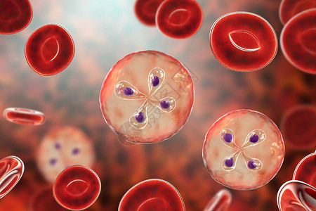 红血细胞中的婴儿寄生虫图片