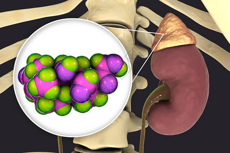 阿尔多斯特酮激素肾上腺生成的矿物类激图片