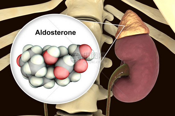 阿尔多斯特酮激素肾上腺生成的矿物类激图片