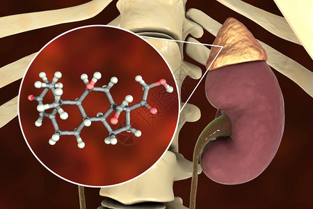 阿尔多斯特酮激素肾上腺生成的矿物类激背景图片