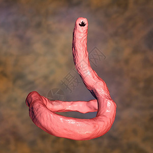 3D插图十二指肠钩虫可感染人类狗和猫图片