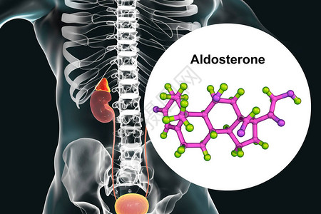阿尔多斯特酮激素肾上腺生成的矿物类激图片