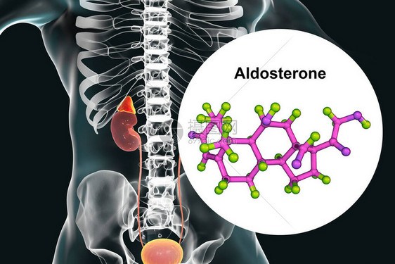 阿尔多斯特酮激素肾上腺生成的矿物类激图片