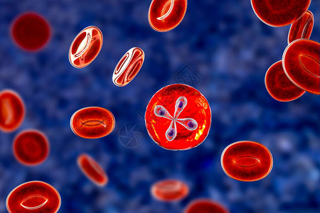 红血细胞中的婴儿寄生虫背景图片