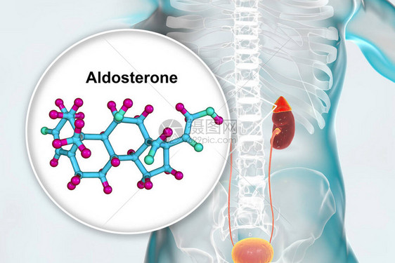 阿尔多斯特酮激素肾上腺生成的矿物类激图片