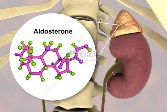 阿尔多斯特酮激素肾上腺生成的矿物类激图片