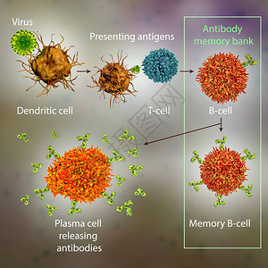 防免疫机制三维图图片