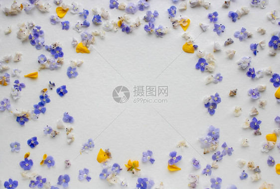 白色背景上的蓝色花朵和黄色花瓣框架假图片
