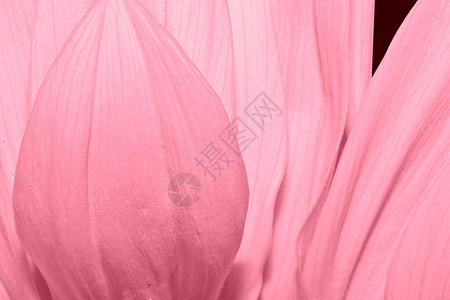 美丽精致的粉红色番红花瓣特写图片