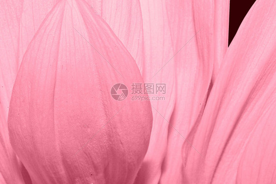 美丽精致的粉红色番红花瓣特写图片
