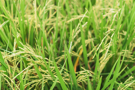 绿色自然背景的稻田新鲜大米抽象背景图片