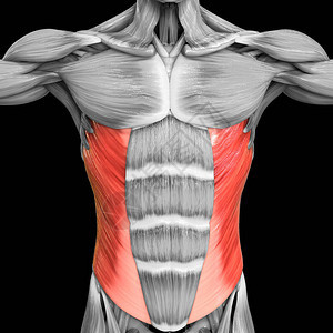 人体肌肉系统Torso肌肉直部外上下骨质解图片