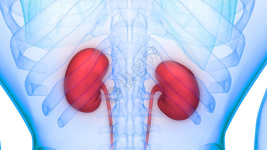 人体泌尿系统肾脏解剖学3D图片