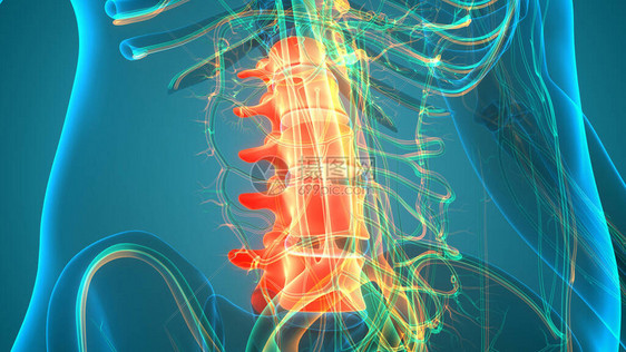 人类骨骼系统解剖学的Vertebral列LumbbarVe图片