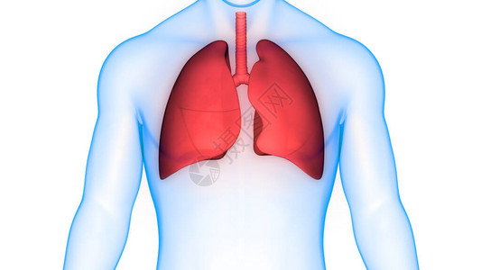 人体呼吸系统肺图片