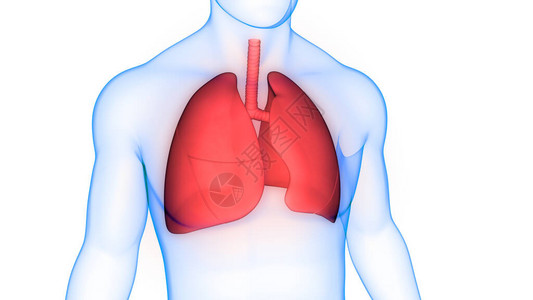 人体呼吸系统肺图片