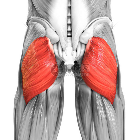 3D人体肌肉系统腿部骨骼结图片