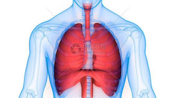人体呼吸系统肺图片