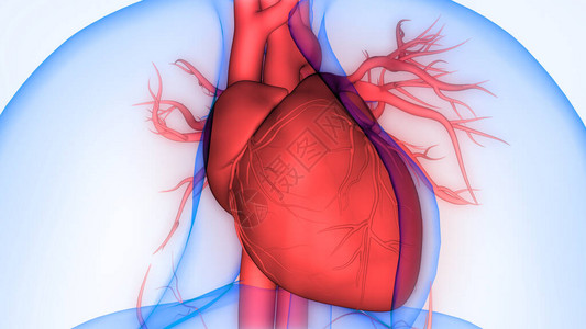 人体循环系统心脏解剖3D图片