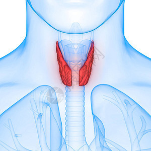 甲状腺肌体解剖术的人体基因层图片