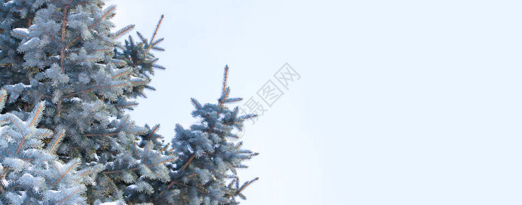 冬季假日新年和圣诞节背景的标语卡片Firtree图片