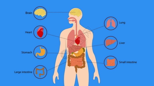 人体器官内部图人体内部器官脑心肺图片