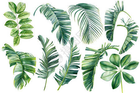 一组热带植物棕榈叶手工制水彩植物绘画中涂漆的绿叶图片