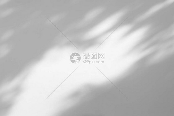 照片的模糊叠加效果白墙上树枝的灰色阴影用于设计演示的抽象中自然概念背景自然图片