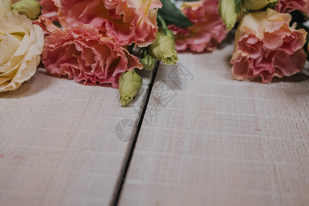 用于明信片壁纸或海报的一束粉红色和白色洋装Eustoma花在白色木制背景上以柔和的颜色呈现图片
