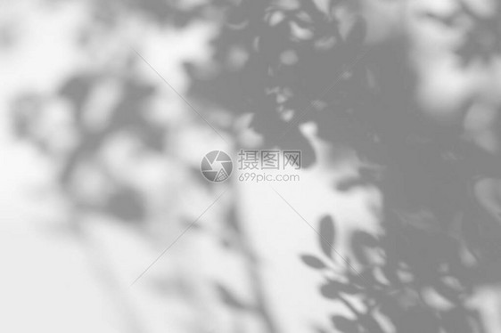 白墙上树叶和树枝的灰色阴影抽象的中自然概念模糊背景文本的空间自然图片
