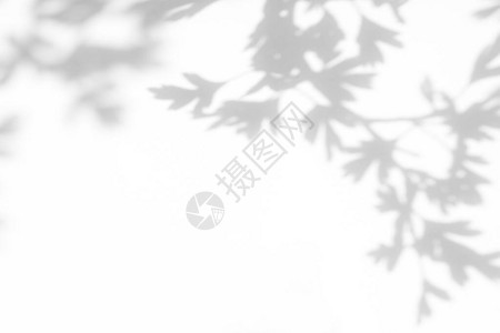 山楂树叶在白墙上模糊的灰色阴影抽象的中自然概念背景文本的空间自然图片