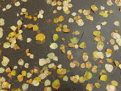 秋天黄色橙红落叶抽象纹理背景的地毯图片