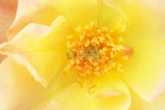 黄玫瑰花园近身彩色花卉背景平滑地转移了抽象宏图片