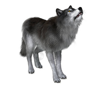 一个灰色的白狼叫声与他的狼群保持联系在北美普莱斯特纳时期图片
