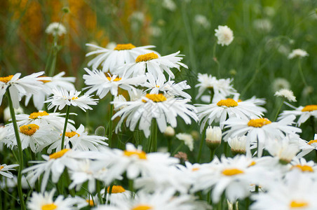 有白色雏菊花的坛雏菊插图的植物微距摄影图片