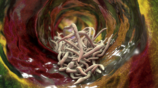 肠道3D图例的润滑液中的寄生虫阿斯卡里图片