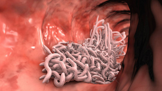 肠道3D图例的润滑液中的寄生虫阿斯卡里图片