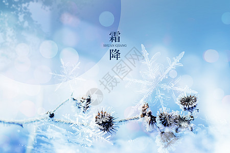 霜降蓝色唯美雪花植物高清图片