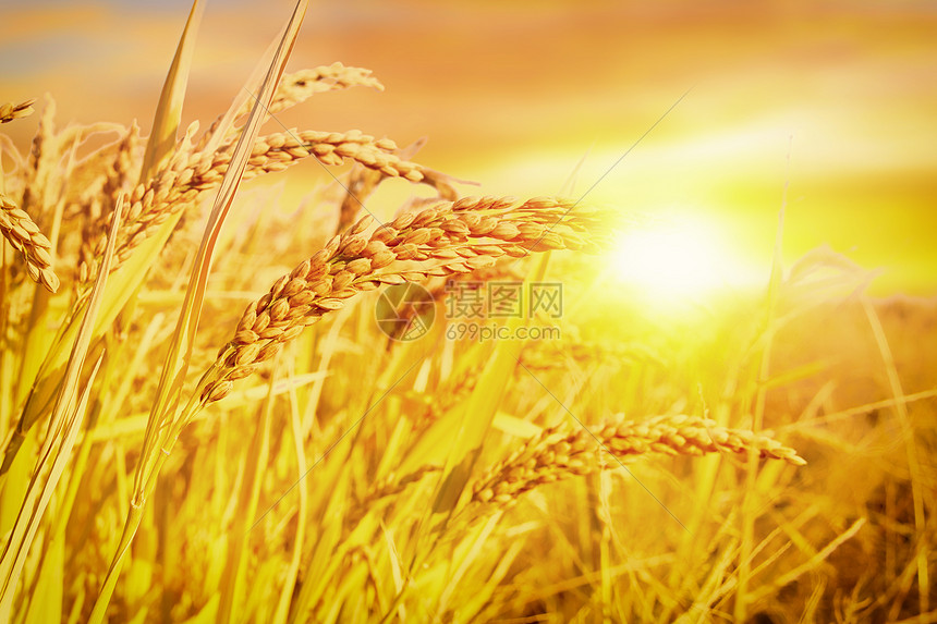 唯美大气金色成熟水稻图片