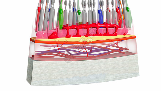 湿黄斑变性视网膜组织图片