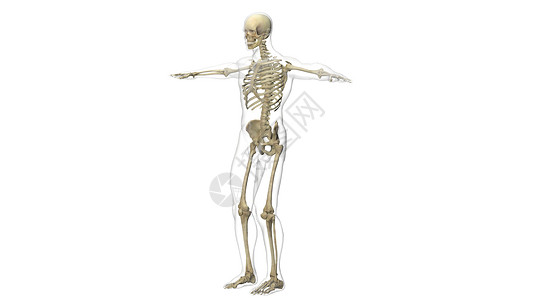 男性骨骼系统图片