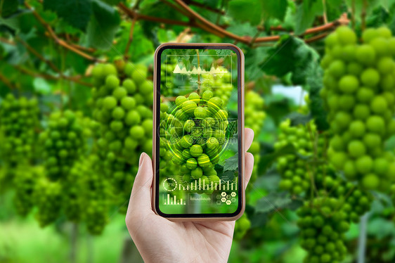 大气绿色创意葡萄科技农业图片