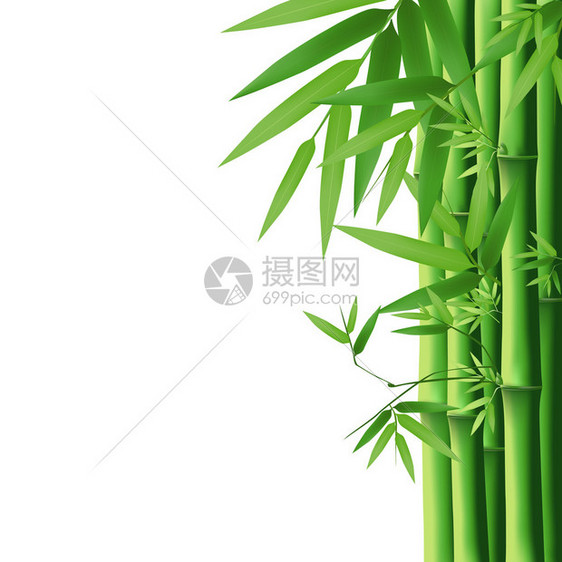 孤立在白色背景上绿色的竹子叶图片