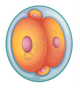 胚胎发育背景图片